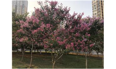 夏秋季節(jié)，錫城首次驚現(xiàn)紫薇花開美景
